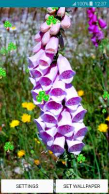 Play Live Wallpapers – Foxgloves 