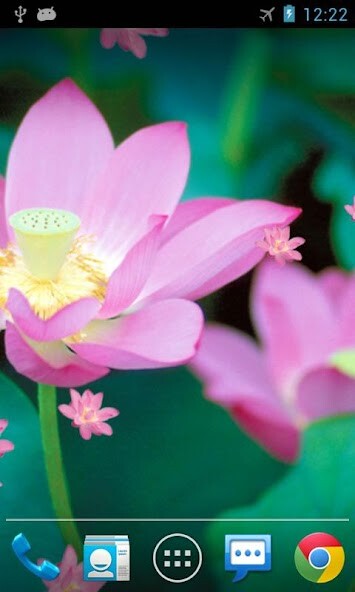 Play Lotus Live Wallpaper 