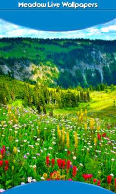 Play Meadow Live Wallpapers 