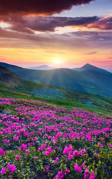 Play Mountain Flower Live Wallpaper 