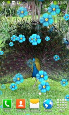 Play Peacock Live Wallpapers 