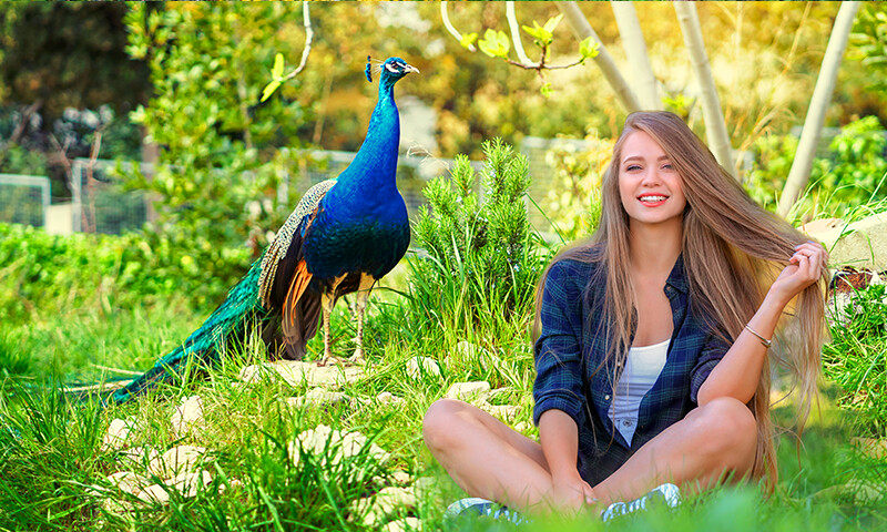 Play Peacock Photo Frames 