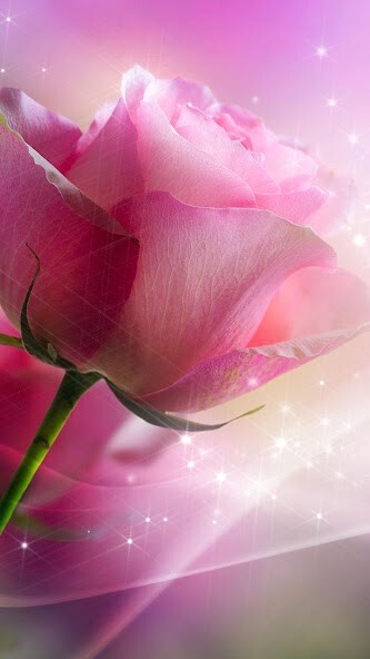 Play Pink Roses Live Wallpaper Play Pink Roses Live Wallpaper