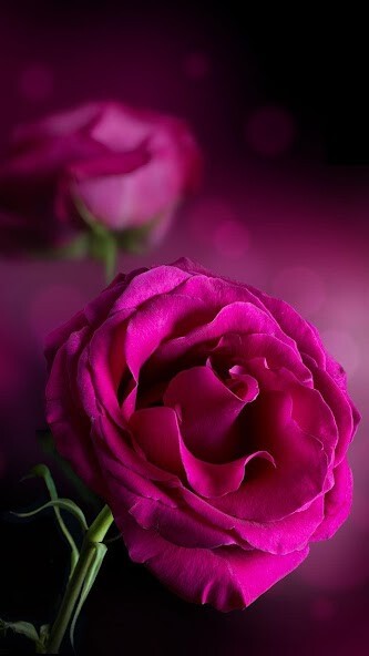 Play Pink Roses Live Wallpaper Play Pink Roses Live Wallpaper