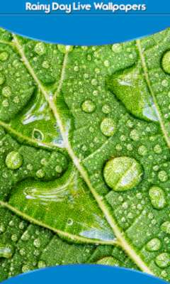 Play Rainy Day Live Wallpapers 