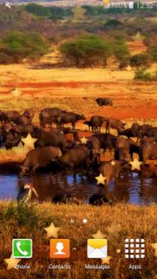 Play Safari Live Wallpapers Play Safari Live Wallpapers