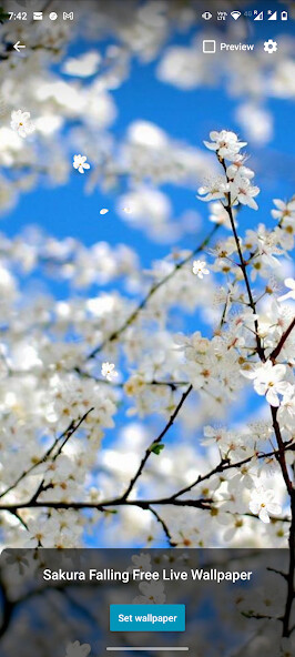 Play Sakura Falling Live Wallpaper 