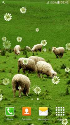 Play Sheep Live Wallpapers 