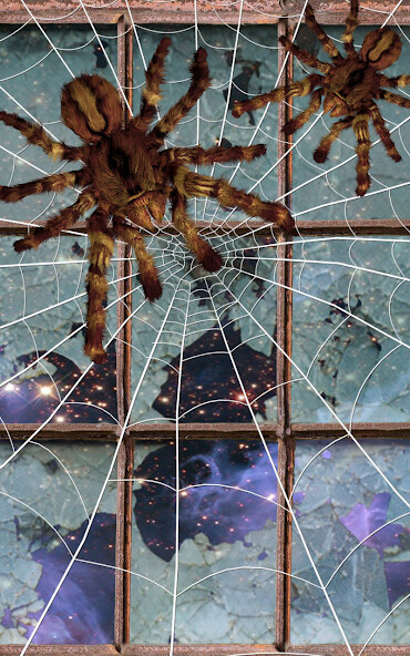 Play Spider Live Wallpaper 