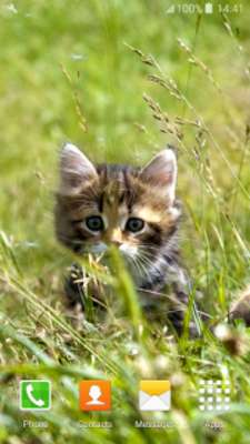 Play Sweet Kittens Live Wallpapers Play Sweet Kittens Live Wallpapers