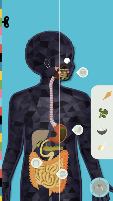 Play The Human Body by Tinybop 
