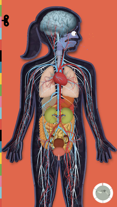 Play The Human Body by Tinybop 