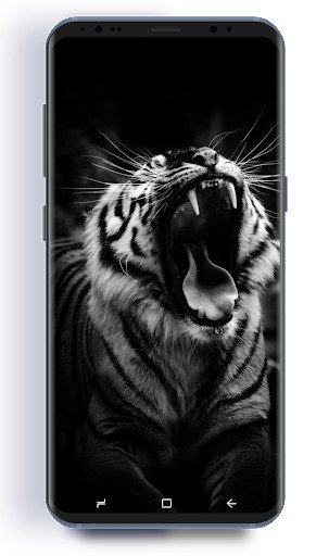 Play Tiger HD Wallpapers 