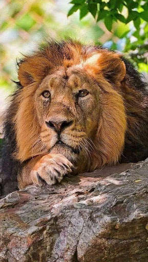 Play Wild Animal Wallpapers 