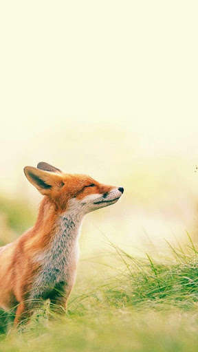 Play Wild Animal Wallpapers 