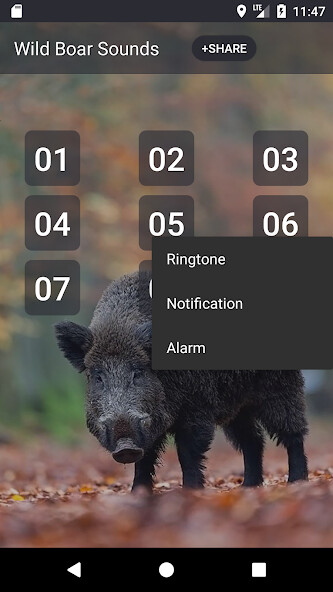 Play Wild boar sound & calls  and enjoy Wild boar sound & calls with UptoPlay