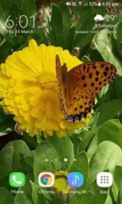 Play Yellow Butterfly Flower LWP 