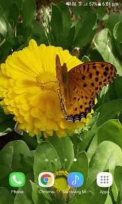 Play Yellow Butterfly Flower LWP 