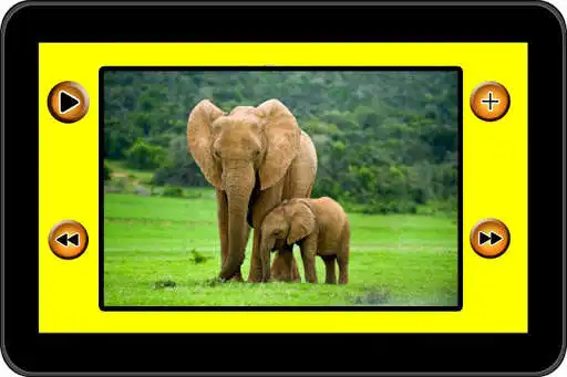 Play 1000+ Animal Sounds  and enjoy 1000+ Animal Sounds with UptoPlay