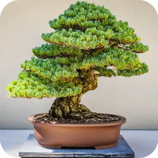 Play 1000+Bonsai Tree Wallpaper APK
