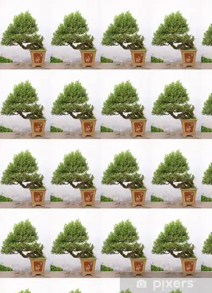 Play 1000+Bonsai Tree Wallpaper  and enjoy 1000+Bonsai Tree Wallpaper with UptoPlay