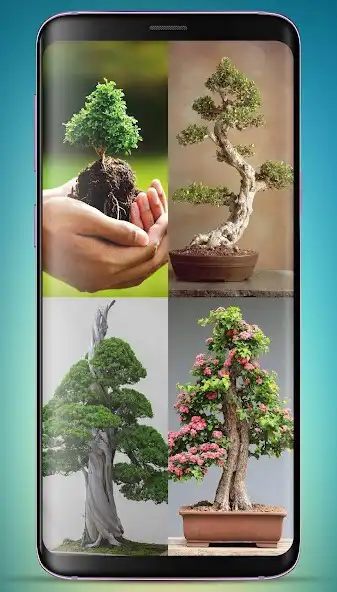 Play 1000+Bonsai Tree Wallpaper as an online game 1000+Bonsai Tree Wallpaper with UptoPlay