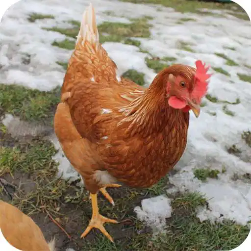 Play 1000+Chicken Wallpaper APK Play 1000+Chicken Wallpaper APK