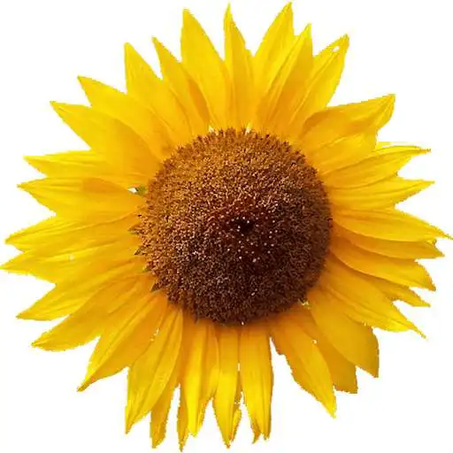 Free play online 1000 flowers  APK