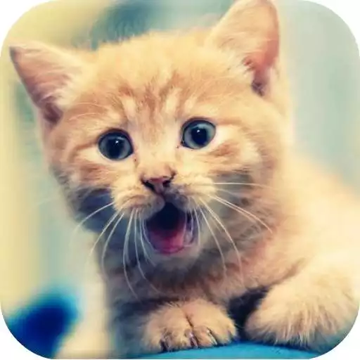 Free play online 1000+ Funny Cats Videos  APK