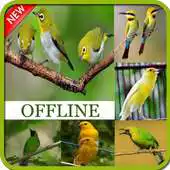 Free play online 1000 Master Kicau Burung Terbaik APK