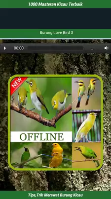 Play 1000 Master Kicau Burung Terbaik