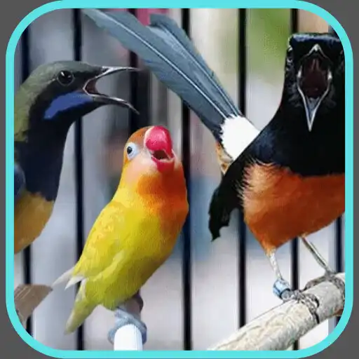 Play 1000 Suara Burung Lengkap APK