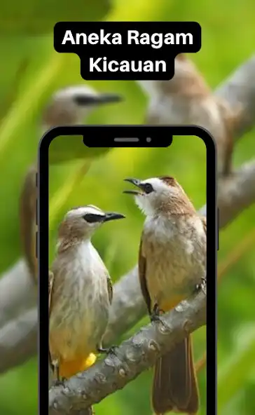 Play 1000 Suara Burung Lengkap  and enjoy 1000 Suara Burung Lengkap with UptoPlay