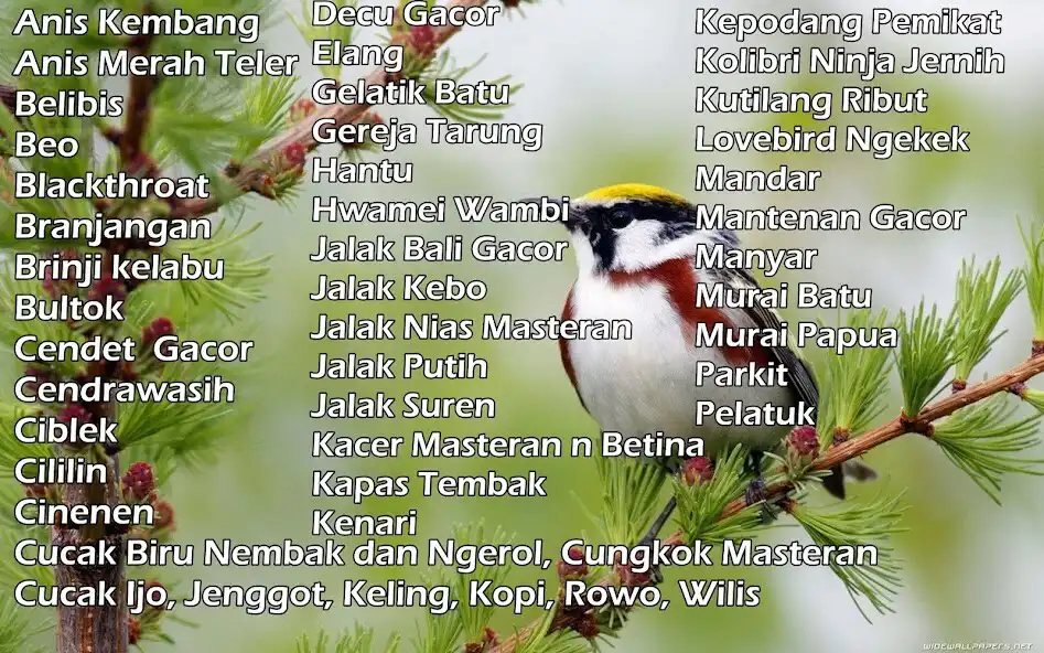 Play 1000+ Suara Kicau Burung MP3  and enjoy 1000+ Suara Kicau Burung MP3 with UptoPlay