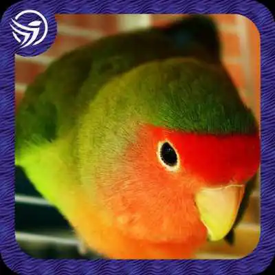 Play 1001 Kicau Lovebird Kusumo Mp3