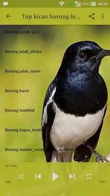 Play 100 + Kicau Burung Mp3