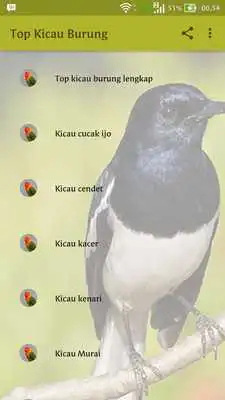 Play 100 + Kicau Burung Mp3