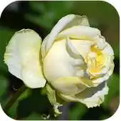 Free play online 1010 Flowers Live Wallpapers APK Free play online 1010 Flowers Live Wallpapers APK