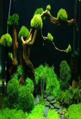 Play 101 Aquascape Design