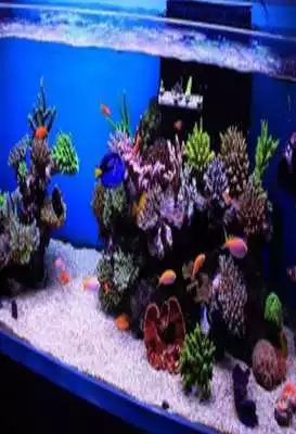 Play 101 Aquascape Design