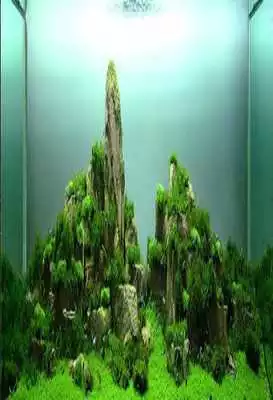 Play 101 Aquascape Design