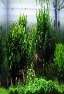Play 101 Aquascape Design