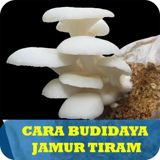 Run free android online 10 Cara Budidaya Jamur Tiram APK