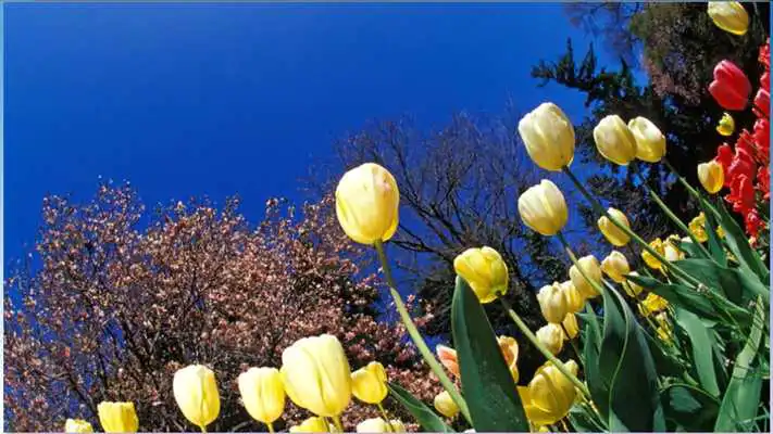 Play 111 Fantasy Wallpapers