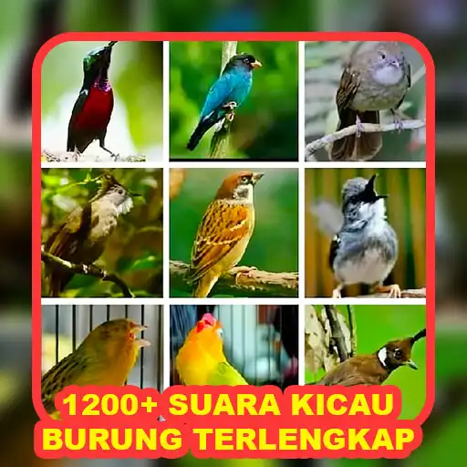 Play 1200+ Suara Kicau Burung MP3 APK Play 1200+ Suara Kicau Burung MP3 APK