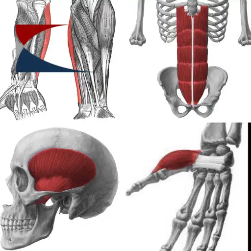 Play 159 Músculos Humanos Desafio APK