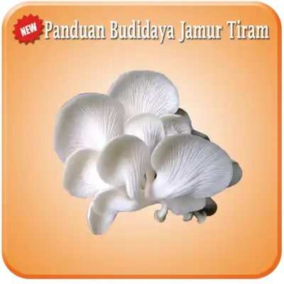 Play 16 Panduan Budidaya Jamur