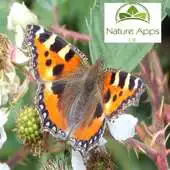 Free play online 25 British Butterflies APK Free play online 25 British Butterflies APK