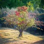 Free play online 300 HD Free Landscape Pictures APK