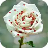 Free play online 30 Flores APK Free play online 30 Flores APK